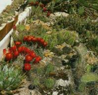 , , Cacti, Succulents